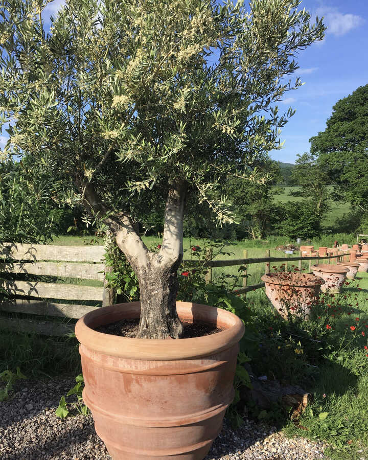 Conca Siena