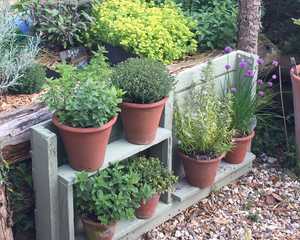 teracotta pots herb garden on wooden staging teracotta pots herb garden on wooden staging