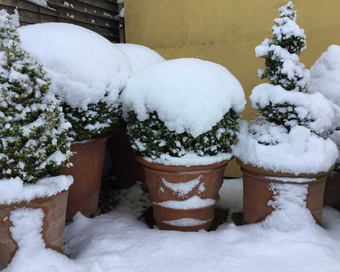 snow covered terracotta pot and shrubs snow covered terracotta pot and shrubs