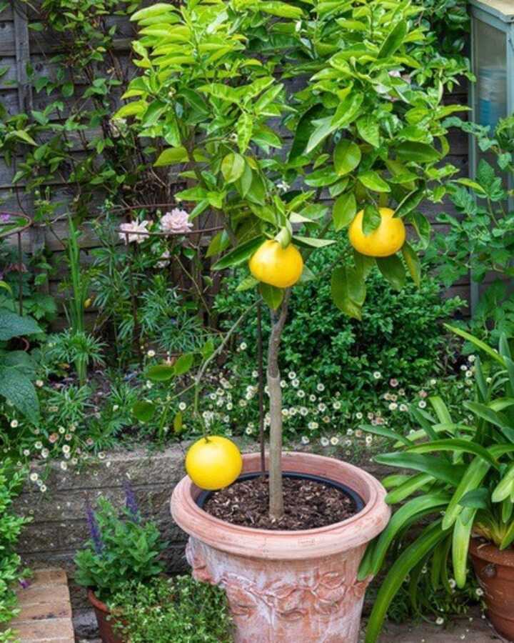 lemon tree in a terracotta planter