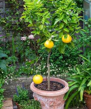 small lemon tree in conca limoni pot small lemon tree in conca limoni pot