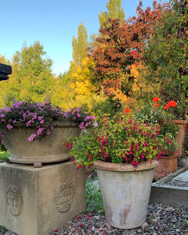 Colourful flowers in terracotta pots