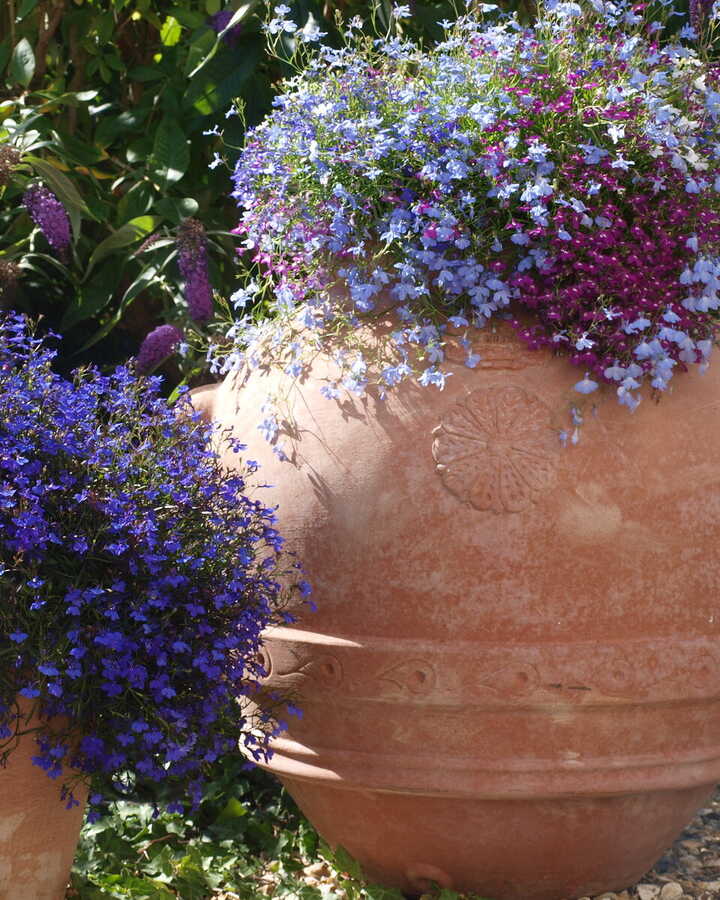 Colourful flowers in an antique oil jar