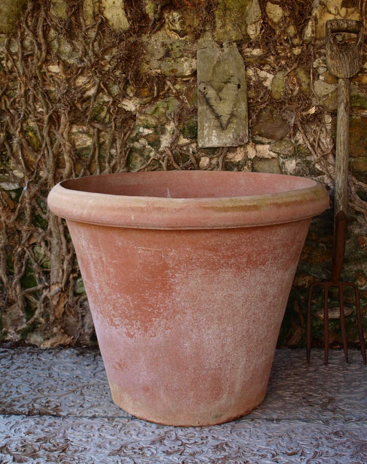 Vaso Camellia